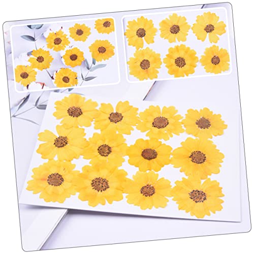 Flores secas prensadas Margarita 72 unidades para manualidades miniatura 5