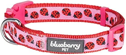 blueberry collars