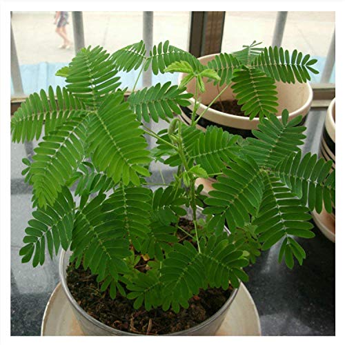 150 Mimosa pudica Mimosa pudica'Mimosa Erba induzione' Semi ~ giardino di Chris:Seeds