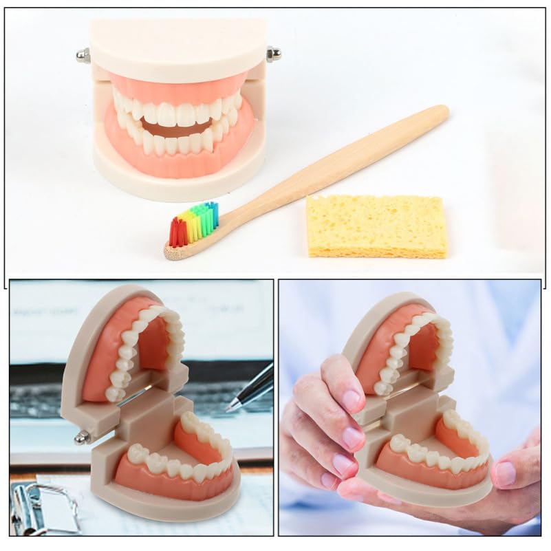 Alipis ModèLe De Dents Educatif Avec Brosse IntéGréE Et MâChoire ArticuléE Kit PéDagogique Pour Enseignement Des Soins Dentaires Enfants Outils Educatifs Dentaire