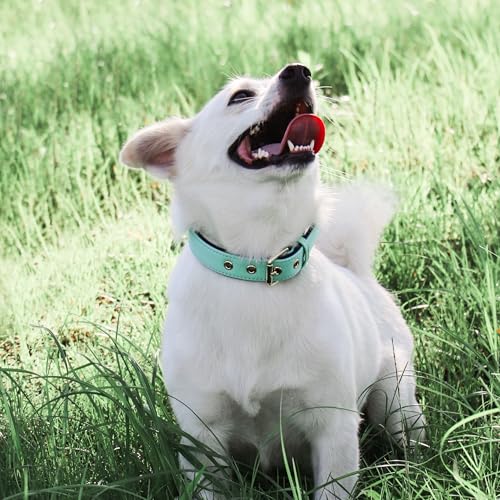 Collar para Perro Pequeño Didog Soft Padded Verde S miniatura 4