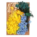 PATIKIL Natürliche getrocknete Blumen, mehrfarbige echte getrocknete gepresste Pflanzenblumen für Bastelarbeiten, Harzseife, Kerze, Scrapbooking, gemischte Farben