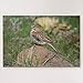 Vesper Sparrow Jigsaw Puzzles 1000 piezas desafiantes y educativos, rompecabezas de pintura abstracta para niños y adultos