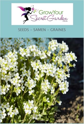 Arabis caucasica Snowcap (Schneehaube),Arabette du Caucase - couvre-sol, rocaille, vivace