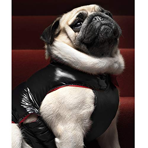 Croci Giubbotto Imbottito Black Glaze Cm.50-30 g