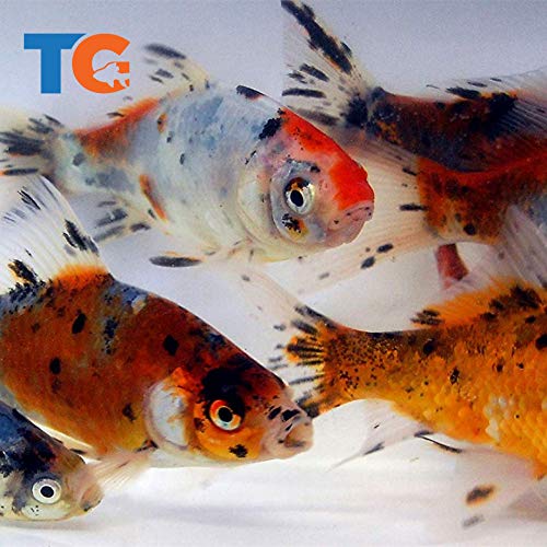 Toledo Goldfish Live Shubunkin Goldfish for Ponds, Aquariums or Tanks – USA Born and Raised – Live Arrival Guarantee (3 to 4 inches, 10 Fish)