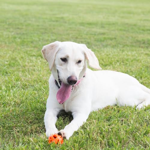Image of Chuckit! Air Fetch Ball, Large 3in, for Dogs 60-100lbs, 1 Count (Pack of 12)