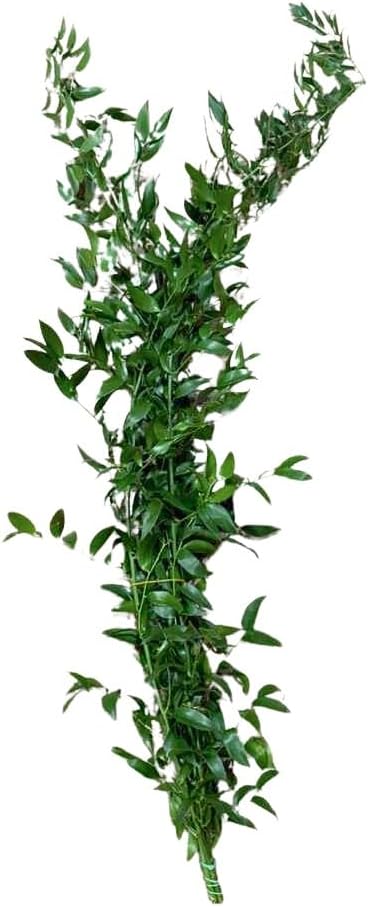 Fresh Ruscus Italian Greens Long Lasting Wedding Event Everyday