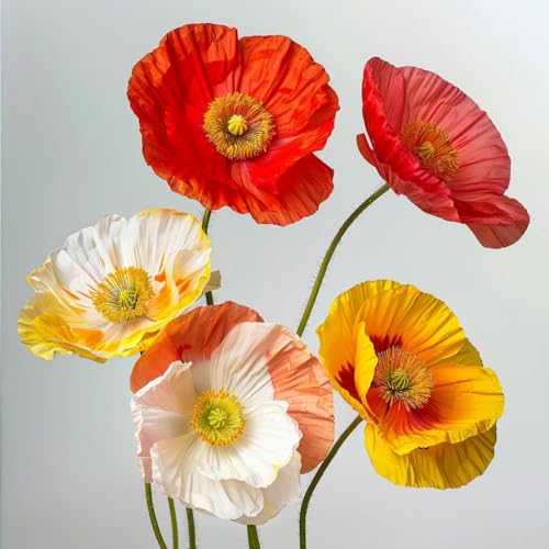 500 Semillas de Amapola de Islandia - SemiSauvage Permacultura