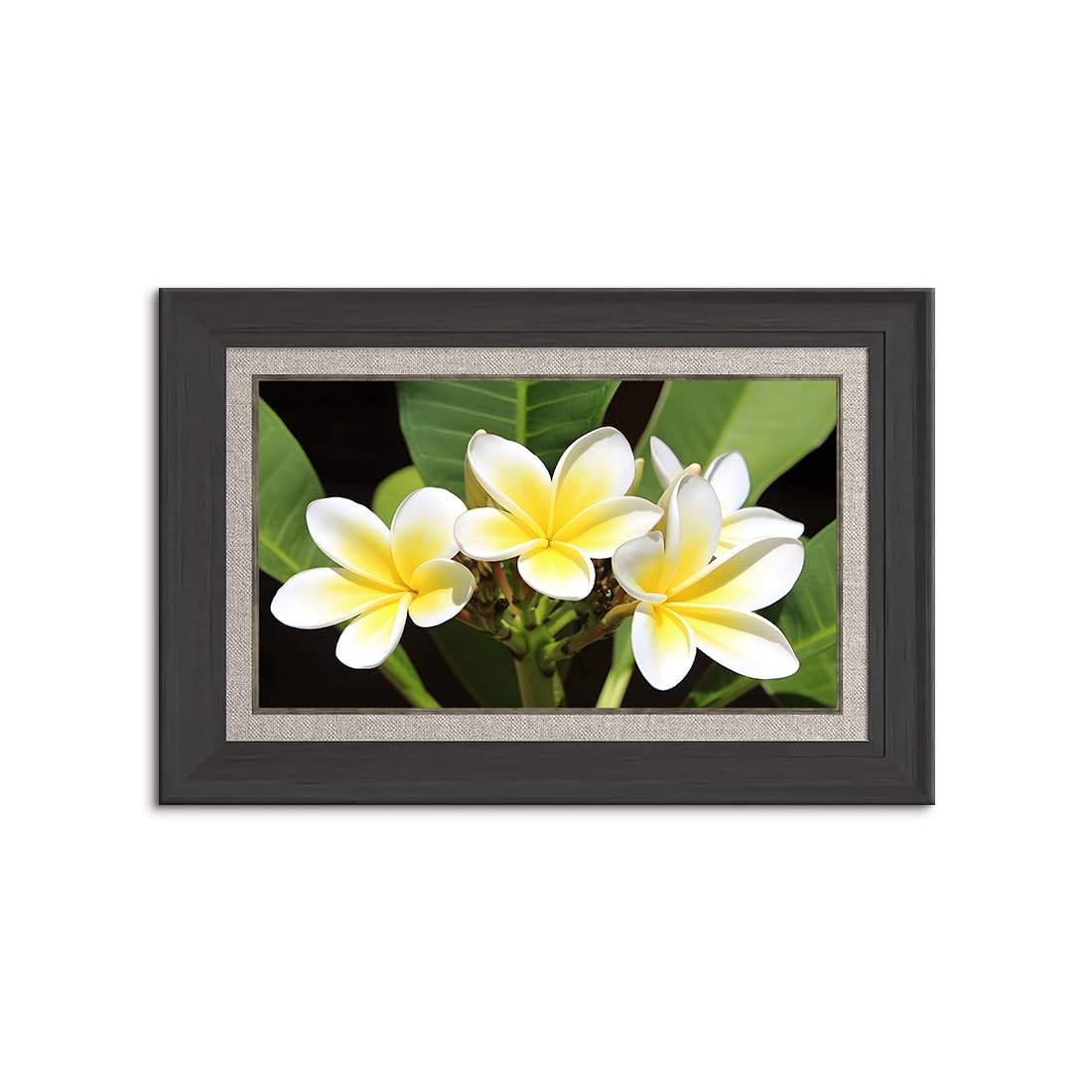 Amazon.co.jp: バリ絵画 プルメリア アートパネル 花 インテリア 玄関