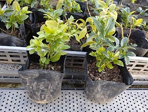 Amazon サルココッカ 28potセット 常緑植物 苗 日陰 ガーデン