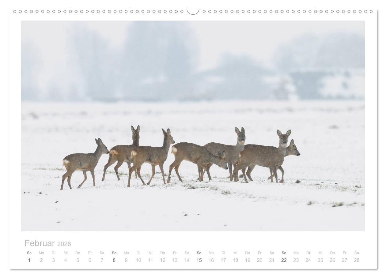 Rehwild 2026 (hochwertiger Premium Wandkalender 2026 DIN A2 quer), Kunstdruck in Hochglanz