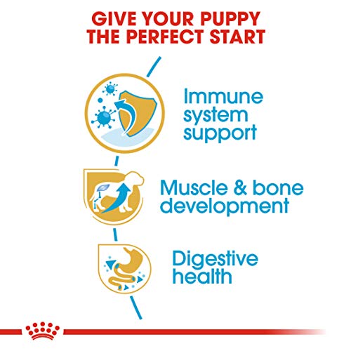 Royal Canin Rottweiler 31 Junior 3 kg, 1er Pack (1 x 3 kg)