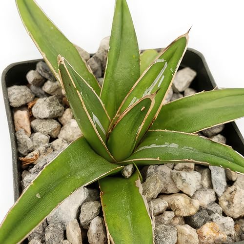 Agave Victoria Reginae variegata Cacti Cactus Succulent Real Live Plant