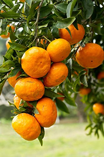 See full amazon price history chart for Creative Farmer Common Orange Fruit Seeds For Home Garden Fruit Seeds Garden Pack Creative Farmer Common Orange Fruit Seeds For Home Garden Fruit Seeds Garden Pack (B075PWRWC4) Amazon Price History, Amazon Price Tracker