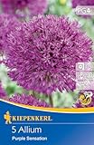 Kiepenkerl Zierlauch Purple Sensation - Allium Blumenzwiebeln, Bienenfreundliche Rosaviolette Blütenbälle, Ideal für Beet & Vase
