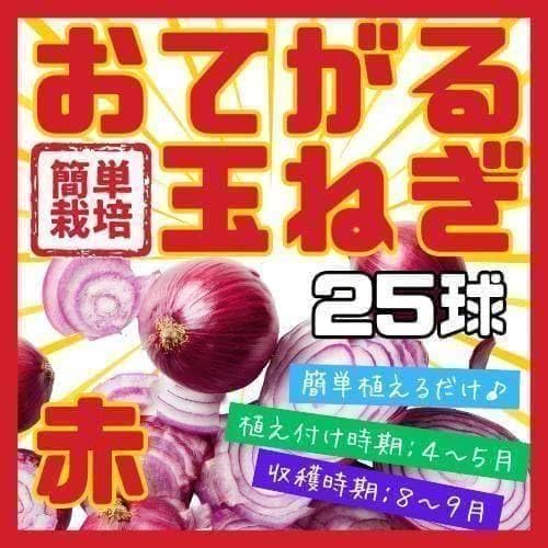 【野菜球根】ホームたまねぎ赤２５球☆ポンと置くだけ！玉ねぎ苗より手軽に簡単栽培❣ Amazon｜野菜球根 ホームたまねぎ赤25球☆ポンと置くだけ 玉ねぎ苗