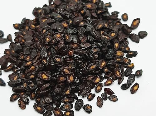 500 Sementes De Eucalipto Citriodora Cheiroso Para Mudas