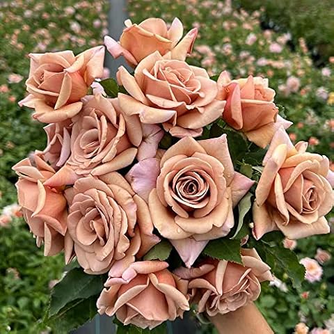 Heirloom Roses Koko Loko Rose Plant - Brown/Multi Colored Rose Bush, Live Rose Plant for Planting Outdoors Cover