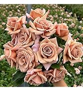 Amazon.com : Heirloom Roses Rose Plant - Super Dorothy® Pink Rose