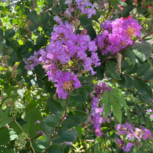 サルスベリ ピンクサマー 2.5号 1株 一才サルスベリ 極矮性種 百日紅 Lagerstroemia indica crape myrtle crepe myrtle 小型 コンパクト 大きくならない 夏に花が最盛期 はなみどりのサムネイル