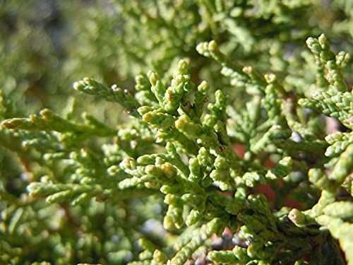 Bonsai Tree | Rocky Mountain Juniper | Seed Grow Kit | The Jonsteen Company #TOP5