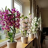 Orchideen Echte Pflanzen - Bambus Dendrobium Nobile Kollektion - 3 große Zimmerpflanzen aus Holland - 30-40 cm hoch - blühend und duftend (Nicht künstlich, ohne Dünger und Topf, keine Samen)