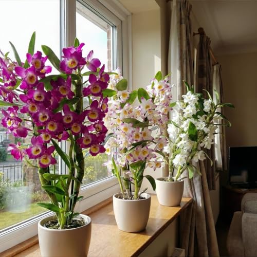 Orchideen Echte Pflanzen - Bambus Dendrobium Nobile Kollektion - 3 große Zimmerpflanzen aus Holland - 30-40 cm hoch - blühend und duftend (Nicht künstlich ohne Dünger und Topf keine Samen)