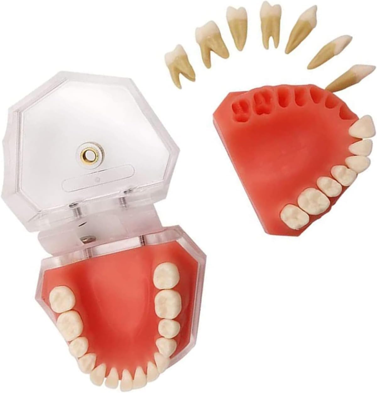 Amazon.co.jp: 【MoFein】歯列模型 歯科モデル 歯取り外し可能
