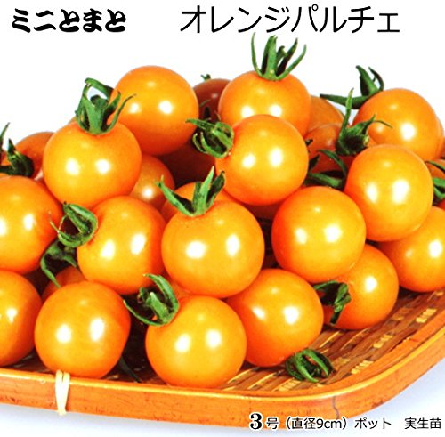 Amazon.co.jp: 実生 ミニトマト オレンジパルチェ 9cmポット苗