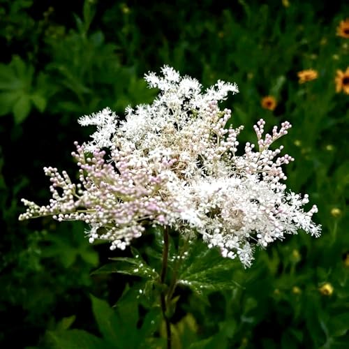 Semi di olmaria, da giardino roccioso resistenti tappezzanti esotiche aromatiche biologici semi di perenni 30pcs