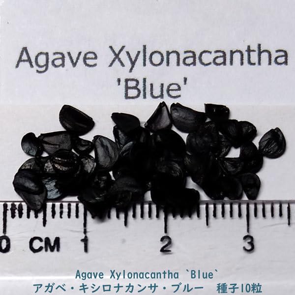 Amazon.co.jp: 多肉植物 種子 種 酒呑童子 ツルボラン科