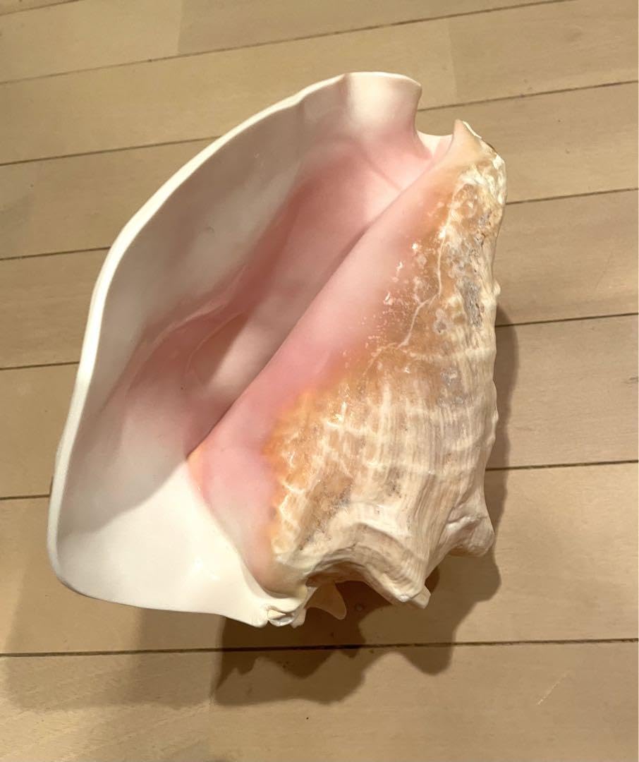 Amazon.co.jp: ピンク法螺貝 : 文房具・オフィス用品