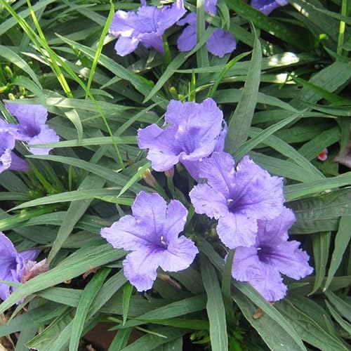 kushplant Ruellia Simplex Plant, Wild Petunia plant with pot