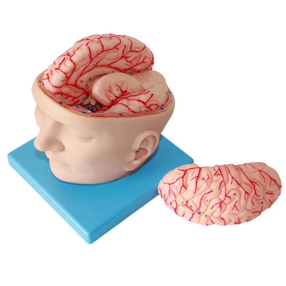 Buy Human Anatomy Brain Model 9-Part Life-Size Anatomy for Science ...