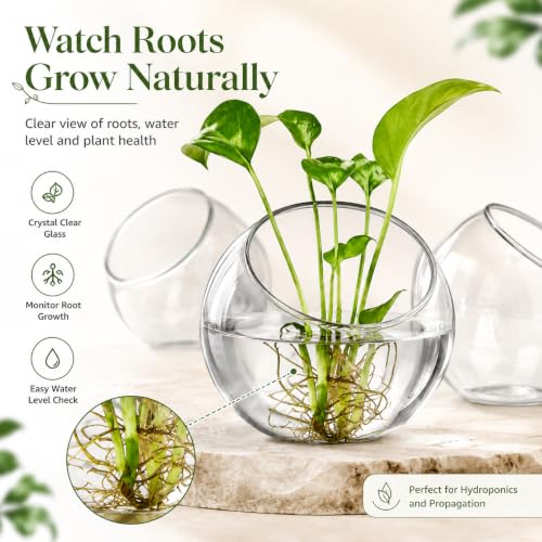 Image of 3 Pack Glass Terrarium Bowls for Air Plants, Clear Hydroponic Plant Propagation Vases with Wide Opening, Mini Indoor Garden Containers for Succulents, Pothos and Desk Decor