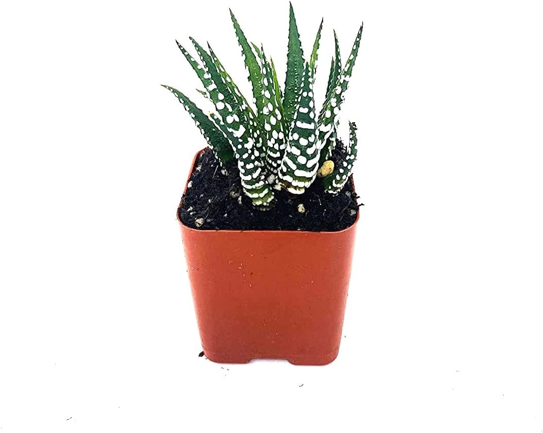 Zebra Haworthia - 2" Pot Exotic Rare Succulent Cactus Plant Cacti Unique from Jmbamboo