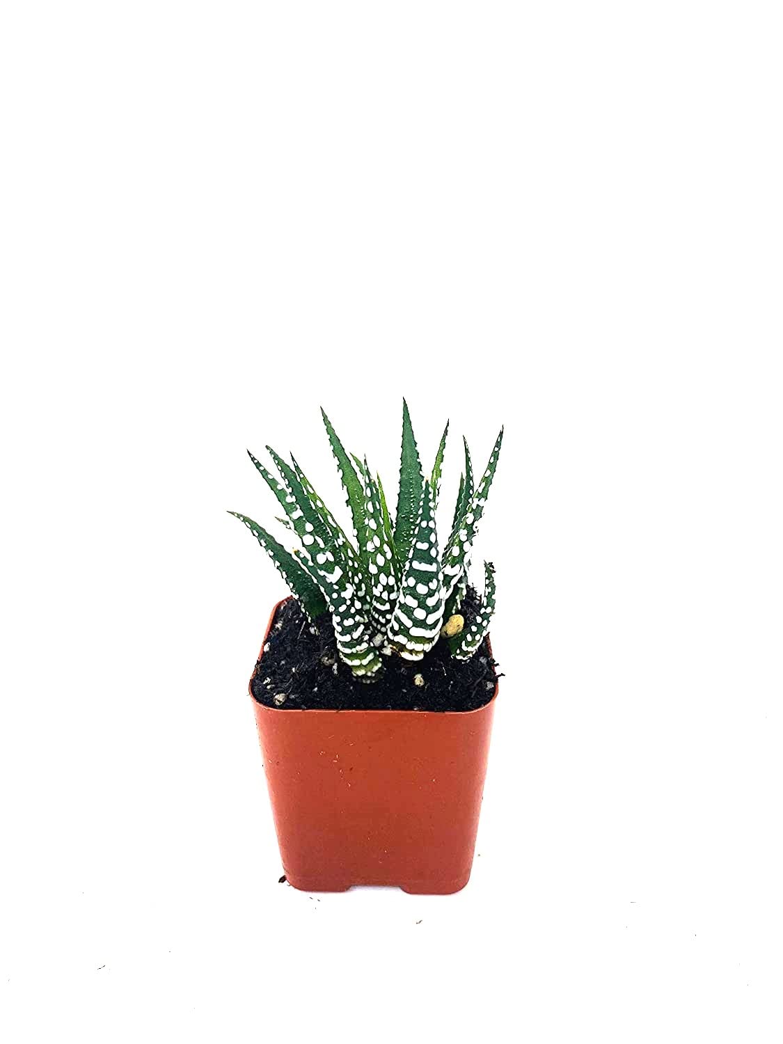 Zebra Haworthia - 2" Pot Exotic Rare Succulent Cactus Plant Cacti Unique from Jmbamboo