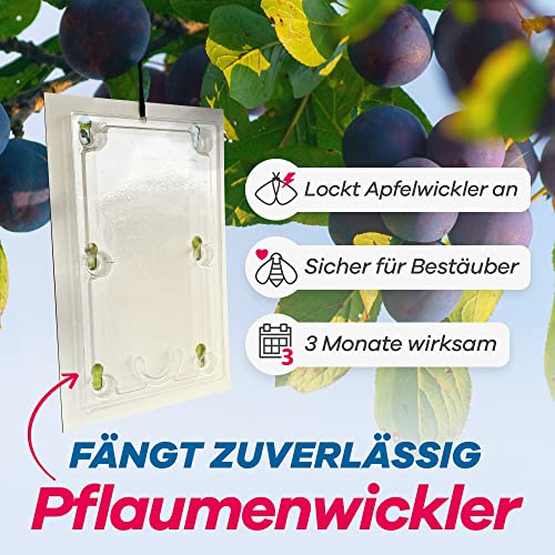 Bio Pflaumenwicklerfalle Pheromonfalle [2 Stück] für gesunde und wurmfreie Pflaumen - Attraktive Pflaumenmadenfalle sichert die Pflaumenbaum Ernte - Insektizidfrei & unauffällig für Plantagen 2