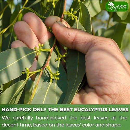Image of TOG999, Premium 100 Eucalyptus Leaf Tea Bags, 100% Natural & Pure Eucalyptus Leaves. Loose Leaf Eucalyptus Herbal Tea. Eucalyptus Leaf Tea. No Sugar, No Caffeine, No Gluten, Vegan.
