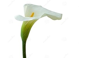 The One Rare Vanilla Calla Lily Rhizome: An Enchanting Symphony of Grace and Height