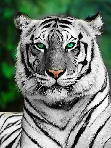 Zeyevan DIY Diamond Painting Completo Tigre