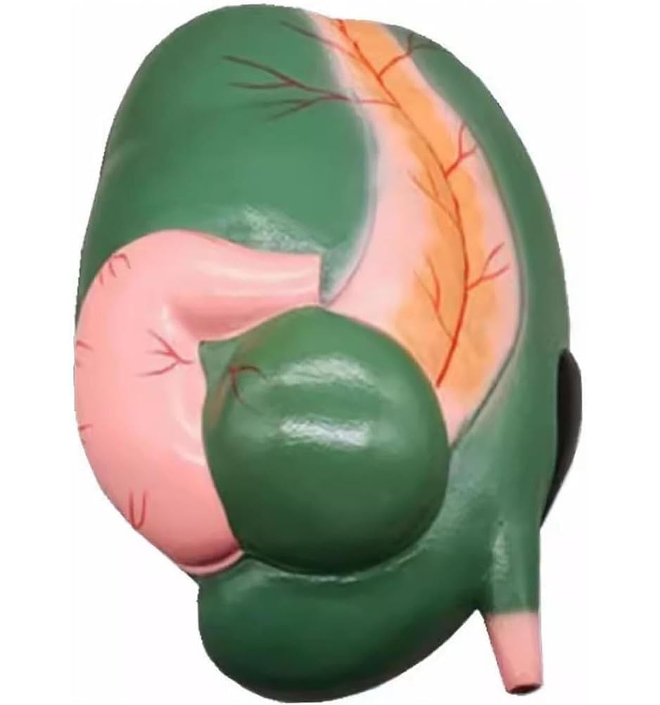 Odpinany model anatomiczny narządów żołądka krowy, narzędzie edukacji wet