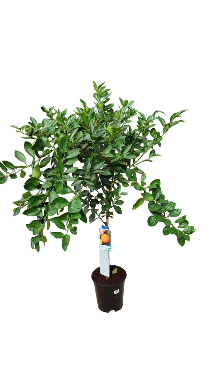 AzJardin- Naranjo-Planta viva - Variedad washington (dulce y jugosa). Aromática. Altura aprox. 1.7m. Dando fruta