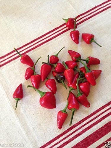 Amazon.com : Facing heaven pepper Seeds,CHAO TIAN JIAO, (C.annuum