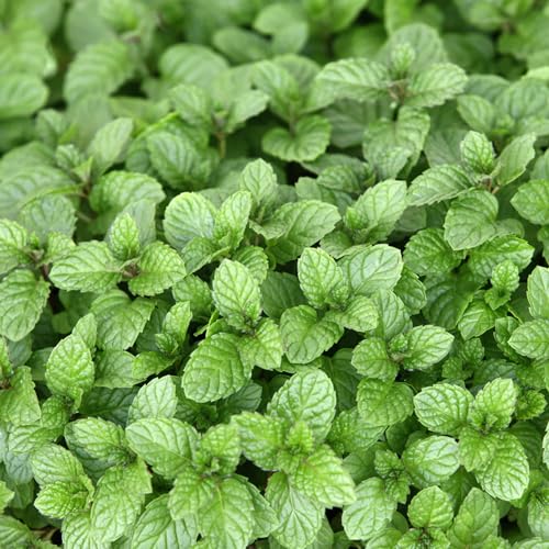 Aceite Esencial Menta Maíz 5ml Aromatics International miniatura 2
