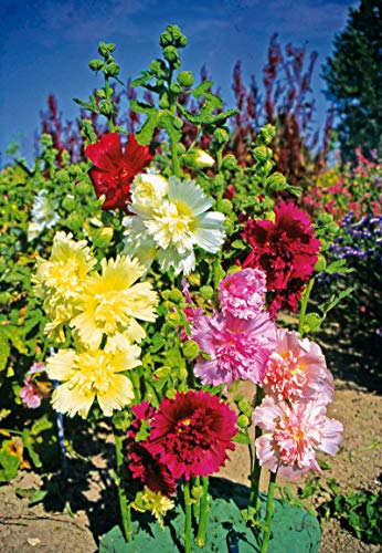 NIKA SEEDS - Flowers Hollyhock Major Mix Perennial - 50 Seeds - Thumbnail 7