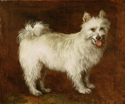 Affiche toile Chien Spitz Gainsborough, décoration murale pour chambre
