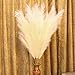 EVERYTHINGO 6 Pcs Faux Pampas Grass Large Branches for Room Decor, 45