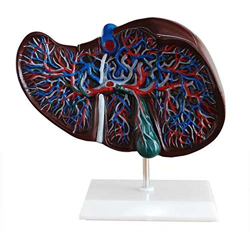 Human Liver Anatomy Model Medical Office Model with Hilar Gallbladder New